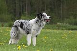 BORDER COLLIE 998